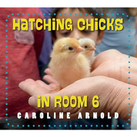 Hatching Chicks in Room 6 [Paperback]