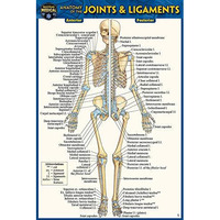 Anatomy of the Joints & Ligaments (Pocket-Sized Edition - 4x6 inches) [Fold-out book or cha]