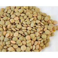 Green Lentils - 2 lbs - PACK of 6 (6 x 2 lbs bag)