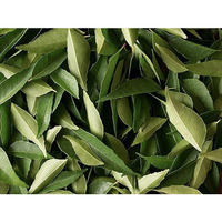 Fresh Curry Leaves - Pack of 6 (6 x 3/4 ounce bag)