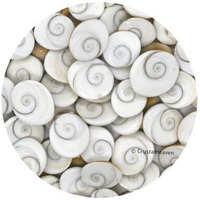Crystal Heaven Gomati Chakra Original River Stones - 11 Pieces Gomti Chakra Original from Gomathi River Dwarka (11 Pieces)