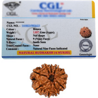 9 Mukhi Rudraksha Original Certified Bead - Natural Nepali 9 Mukhi Rudraks for Meditation and Prayer, Protection, Chakra Balancing, Spiritual Growth and DIY Pooja Supplies
