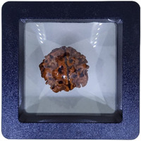 PUSHKARA Natural 1 MUKHI Round RUDRAKSHA Certified - Nepal | Brown | PJTL1M01