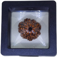 PUSHKARA NATURAL 7 MUKHI RUDRAKSHA CERTIFIED - NEPAL | BROWN | PJTL7M01