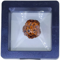 PUSHKARA NATURAL 3 MUKHI RUDRAKSHA CERTIFIED - NEPAL | BROWN | PJTL3M01