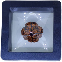 PUSHKARA NATURAL 4 MUKHI RUDRAKSHA CERTIFIED - NEPAL | BROWN | PJTL4M01