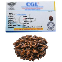 Crystal Heaven 3 Mukhi Rudraksha Original Certified Bead - Natural Indian 3 Mukhi Rudraks For Meditation And Prayer, Protection, Chakra Balancing, Spiritual Growth And Diy Pooja Supplies (3 Mukhi)