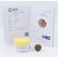 Shivaratna 8 Mukhi/ Eight Face Rudraksha With Certificate Of Authenticity (Elite Range) Collector Size