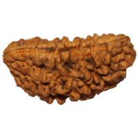 Shivaratna 1 Mukhi Rudraksha With Certificate Of Authenticity