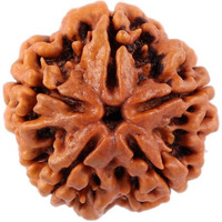 Shivaratna 5 Mukhi Lab Certified Rudraksha (Origin Nepal) Good Shape & Matured Bead