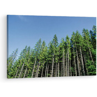 Truecanvas Pine Tree, Wooden Framed Canvas Paintings For Living Room | Bedroom | Office | Gallery | Ready Wall Mount Canvas Wall Art Painting | Size - 12 X 18In, Ct0859