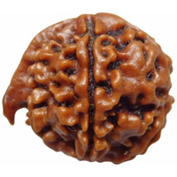 Arihant Gems & Jewels Brown 6 Mukhi Ganesh Ji Nepali Rudraksha | Natural & Certified | Astrological Rudraksha | Positive Effect | Unisex Both for Men & Women