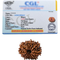 12 Mukhi Rudraksha Original Certified Bead - Natural Nepali 12 Mukhi Rudraks for Meditation and Prayer, Protection, Chakra Balancing, Spiritual Growth and DIY Pooja Supplies
