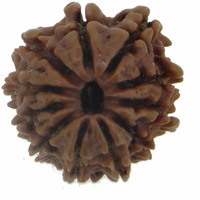 Arihant Gems & Jewels 11 Mukhi/Faced Nepali Rudraksha | Natural & Certified | Astrological Eleven Mukhi/Faced Rudraksha | Positive Effect | Unisex Both for Men & Women (Brown,20-24 mm)
