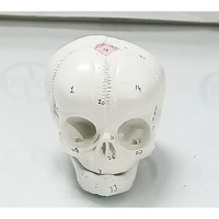 Isko Human Fetal Skull Anatomical Model