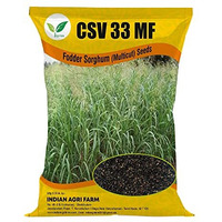 Iagrifarm Csv 33 Mf Fodder Sorghum Seed - 1 Kg - Multicut For Fodder Cultivation
