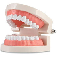Zibuyu Dental Teeth Model Teaching Kids To Brush Standard Dental Teeth Model Dentist Demonstration Denture Model For Studying, Displaying - 1