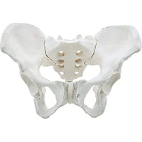 Isko Premium Female Pelvis Skeleton Model, Anatomically Correct, Life Size Model (Made With Pvc Ubreakable)