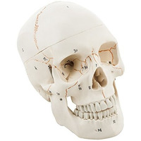 Labzio Life-Size Human Skull Model For Anatomy, Pvc Skull With 54 Numbered Features, Removable Calvarium & Articulating Jaw, Medical & Dental Studies, Educational Tool For Students, Halloween Decoration Prop
