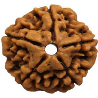 Shivaratna 5 Mukhi Rudraksha From Nepal (Hand Picked) - Lab Certified