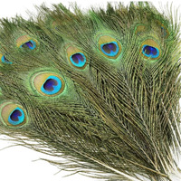 Critoanta Natural Peacock Feathers 10-12 Inches Original Mor Pankh Feather Tails For Home Dcor Full Length Good Luck Art And Craft Decorative Item For Worship,(10 Pcs)