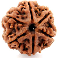 Shivaratna 6 Mukhi Lab Certified Rudraksha (Origin Nepal) Good Shape & Matured Bead