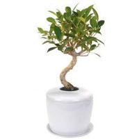 Ficus Retusa Curved Trunk Bonsai Tree & Porcelain Ceramic Cremation Urn with Matching Humidity/Drip Tray