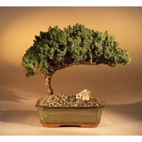 Juniper Bonsai Tree Complete Starter Kit