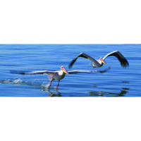 Gift Trenz 3-D Motion Pelicans Bookmark with 6" Ruler