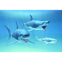 Gift Trenz Sharks Motion Postcard (20316)
