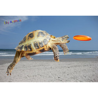 Gift Trenz Turtle Frisbee 3D Postcard (20346)