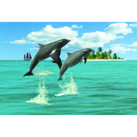 Gift Trenz Dolphins Motion Postcard (20311)