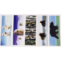 Bookmarks and Rulers 3D Motion Polar bear Skating - Mama Polar Bear - Pandas - Two Bears - Walking Bear