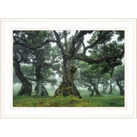 Enchanted Forest I 2 White Framed Print Wall Art