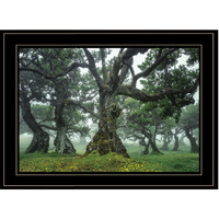Enchanted Forest I 4 Black Framed Print Wall Art