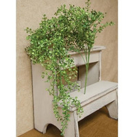 Hanging Baby's Grass Bush