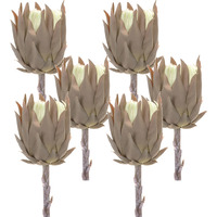 Protea Stem (Set of 6)
