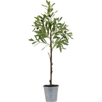 Potted Olive Tree