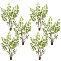 Fern Bundle (Set of 6)