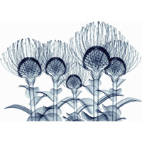 Empire Art Direct TMP-EAD4164-3248 Frameless Free Floating Tempered glass Art by EAD Art coop - Nodding Pincushions