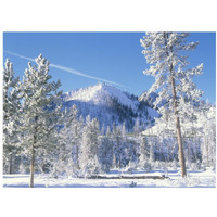 Pine trees covered with snow in winter, Yellowstone National Park, Wyoming-Paper Art-18"x14"