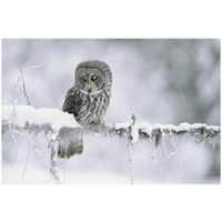 Great Gray Owl perching on a snow-covered branch, British Columbia, Canada-Paper Art-26"x18"