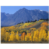 Ranger Peak and Aspen forest in autumn, Grand Teton National Park, Wyoming-Paper Art-18"x14"