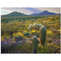 Ajo Mountains, Organ Pipe Cactus National Monument, Sonoran Desert, Arizona-Paper Art-18"x14"