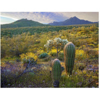 Ajo Mountains, Organ Pipe Cactus National Monument, Sonoran Desert, Arizona-Paper Art-50"x38"