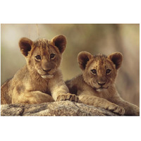 African Lion cubs resting on a rock, Hwange National Park, Zimbabwe, Africa-Paper Art-50"x34"
