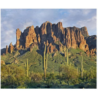 Saguaro cacti and Superstition Mountains, Lost Dutchman State Park, Arizona-Paper Art-46"x38.52"