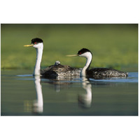 Western Grebe couple with one parent carrying chick on its back, New Mexico-Paper Art-50"x34"