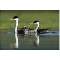 Western Grebe couple with one parent carrying chick on its back, New Mexico-Paper Art-62"x42"