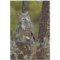 Great Horned Owl in its pale form perching on snag, British Columbia, Canada-Paper Art-26"x38"